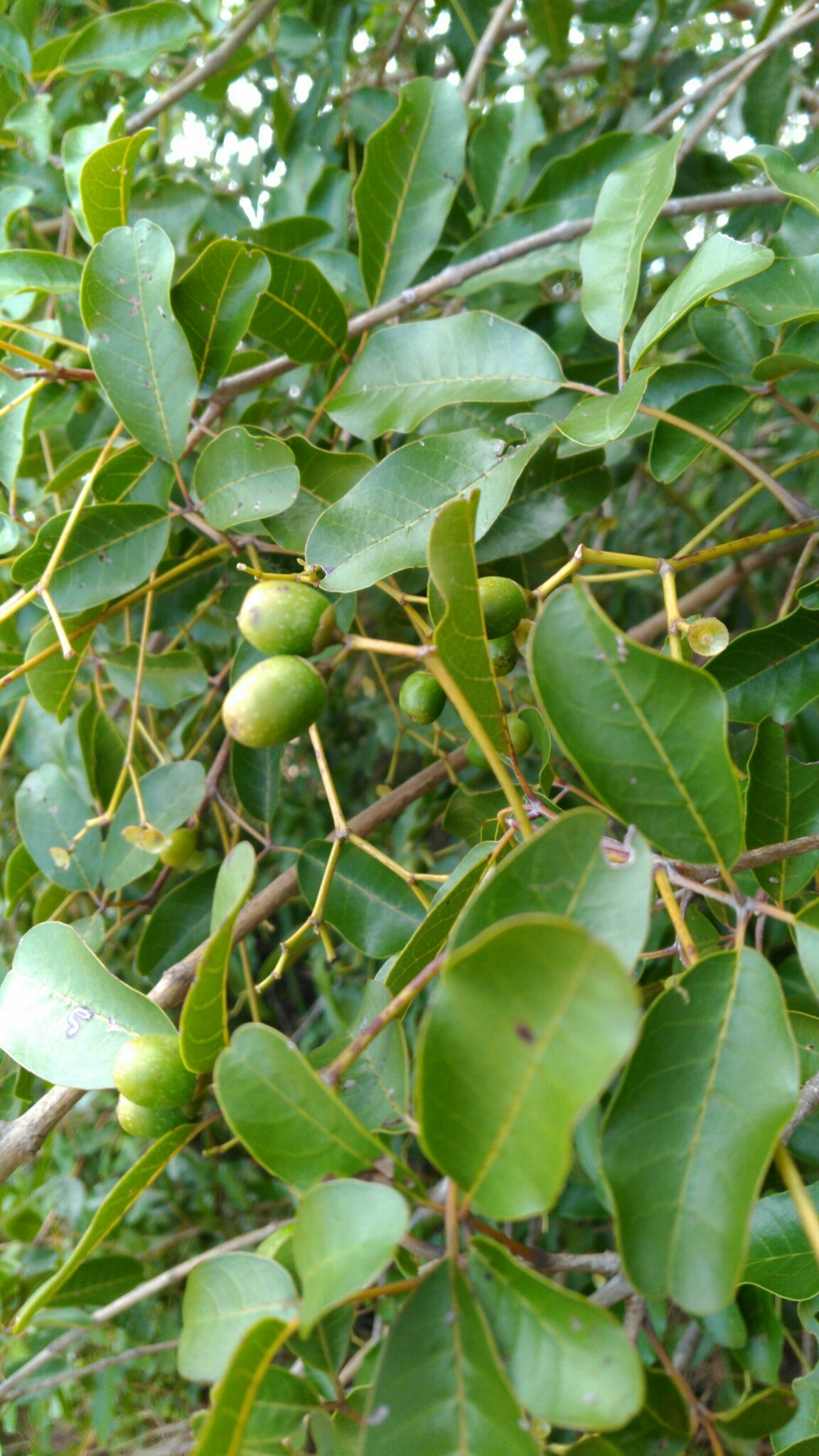 Imagem de Vitex beraviensis