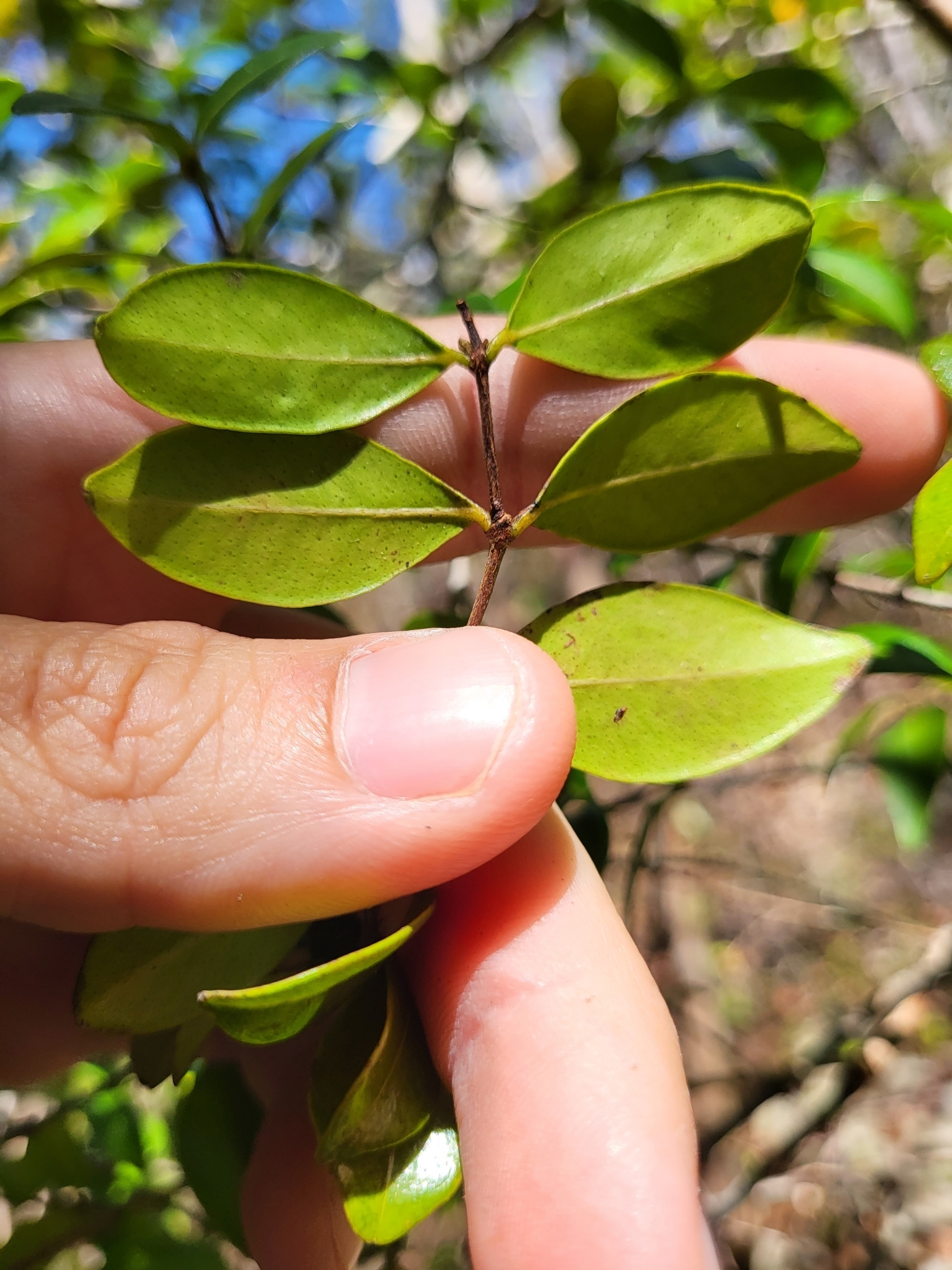 Imagem de Pedra-ume-caá