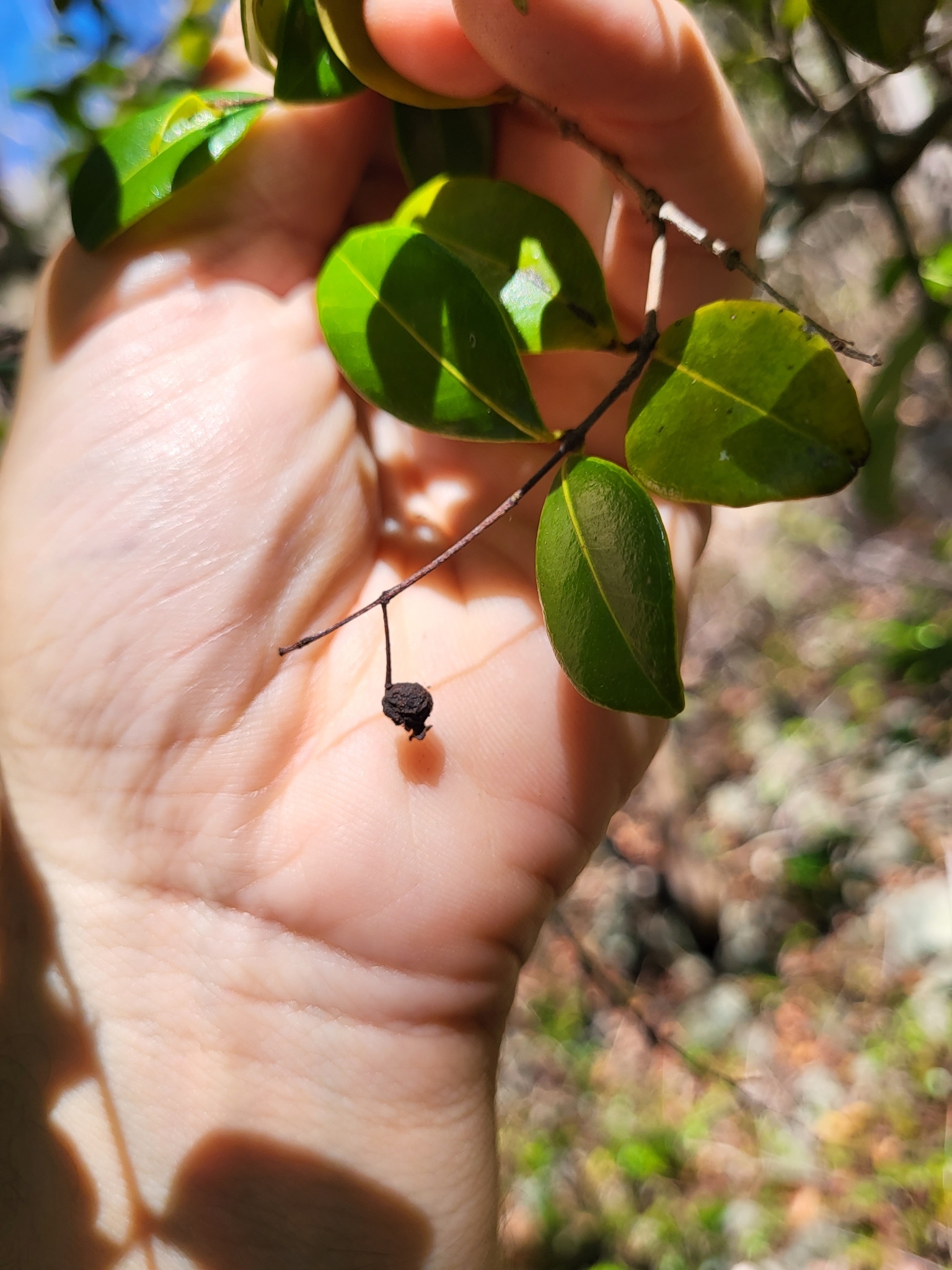 Imagem de Pedra-ume-caá