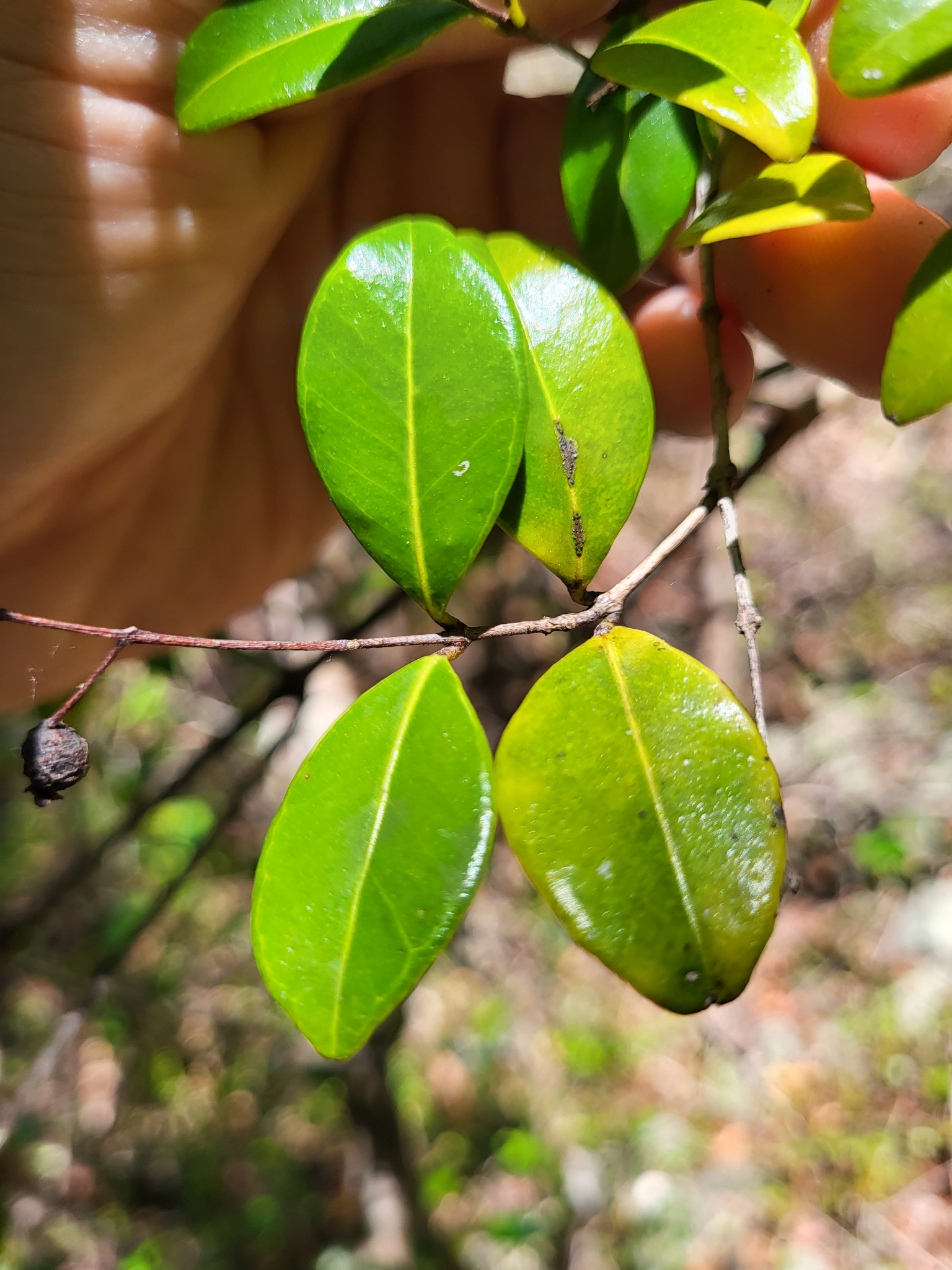 Imagem de Pedra-ume-caá