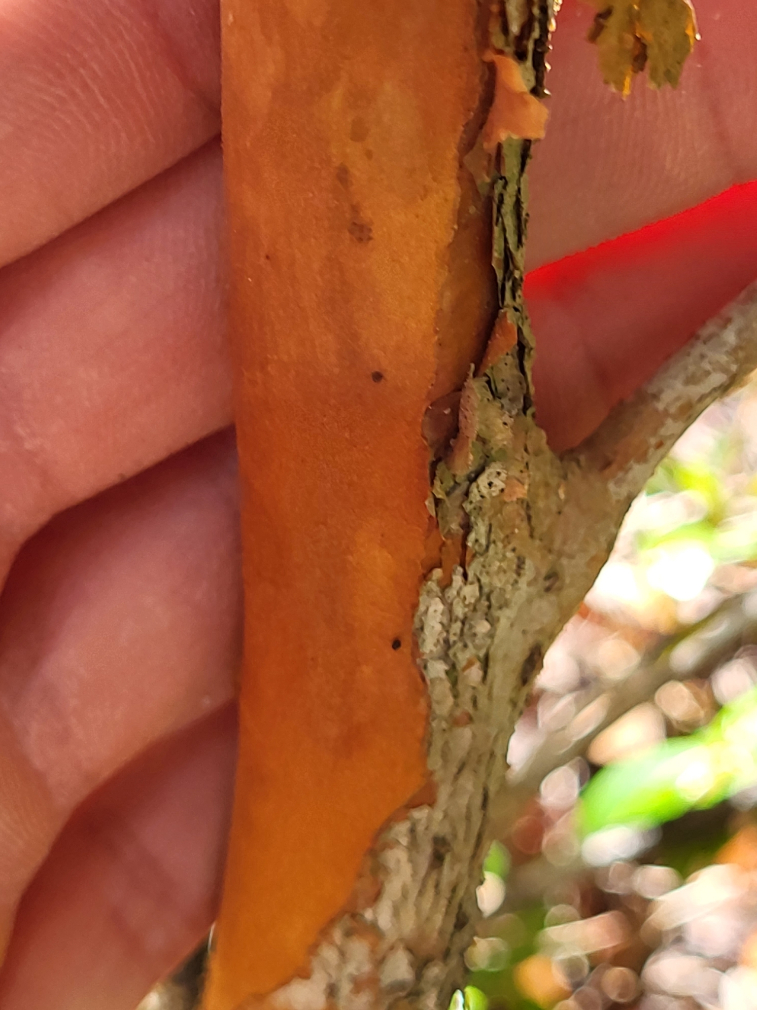 Imagem de Pedra-ume-caá