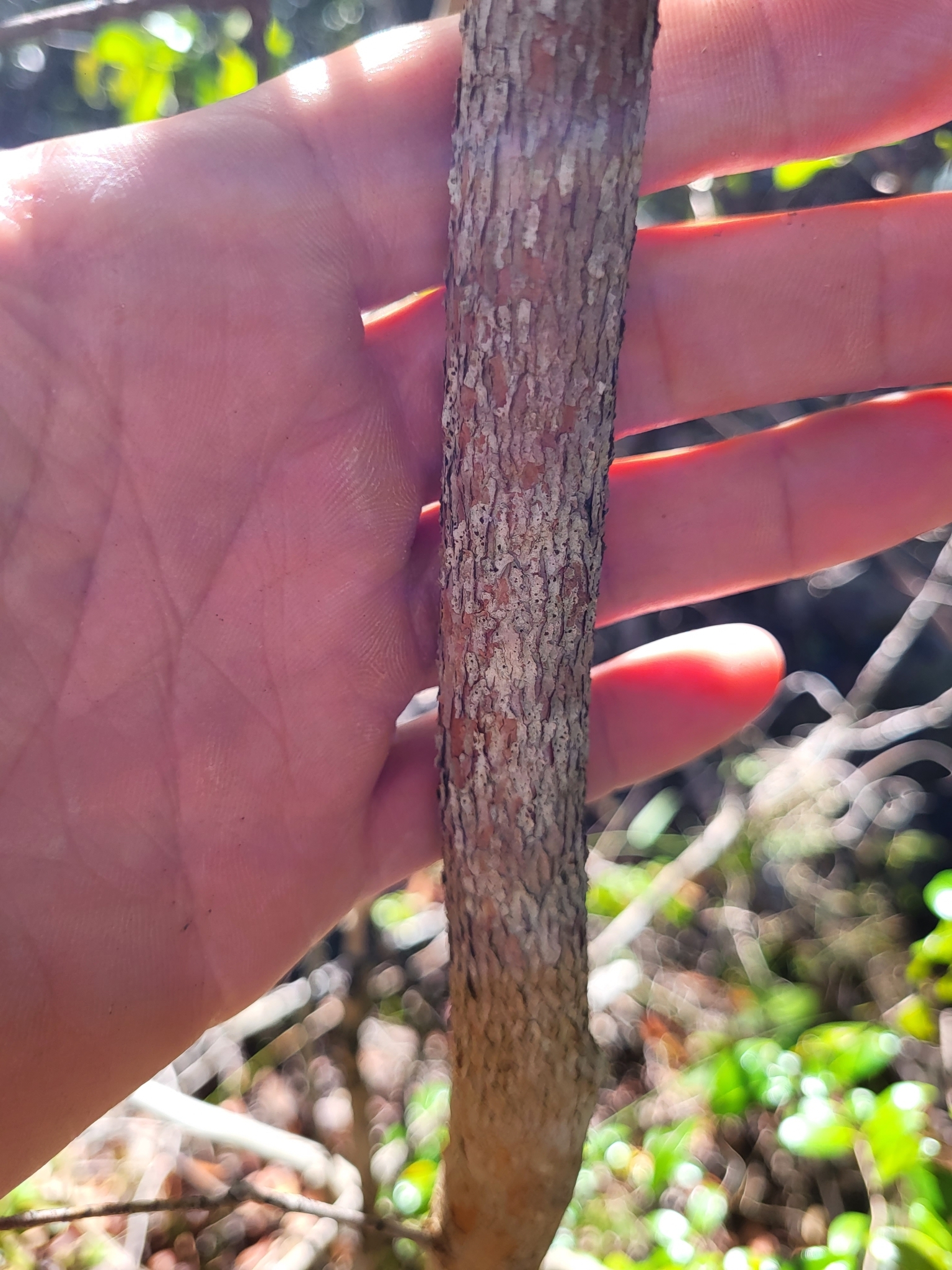 Imagem de Pedra-ume-caá