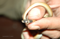 Tantilla melanocephala