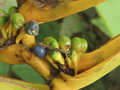 Heliconia librata