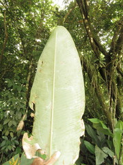 Heliconia librata