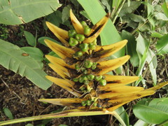Heliconia librata