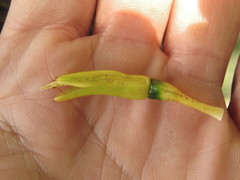 Heliconia librata