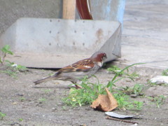 Passer domesticus