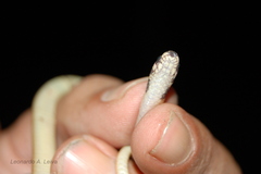 Tantilla melanocephala