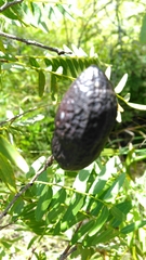 Cordyla madagascariensis image