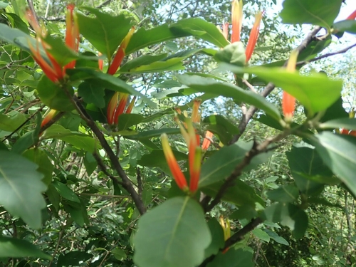 Turraea lanceolata