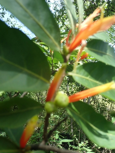 Turraea lanceolata image