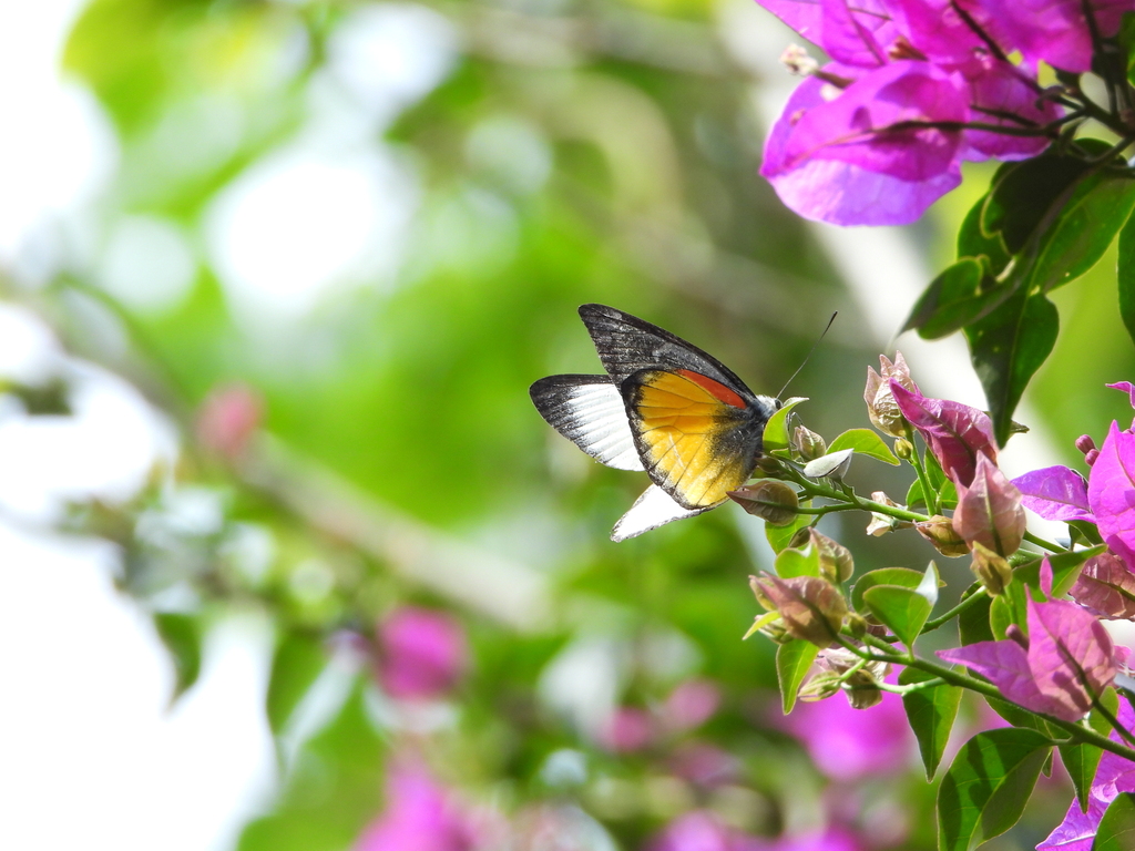 Delias oraia (Delias oraia)