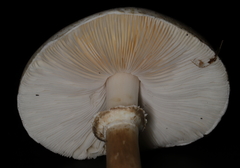 Leucoagaricus naucinus