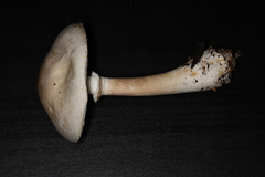 Leucoagaricus naucinus