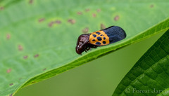 Cosmoscarta semimaculata