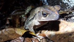 Incilius aucoinae