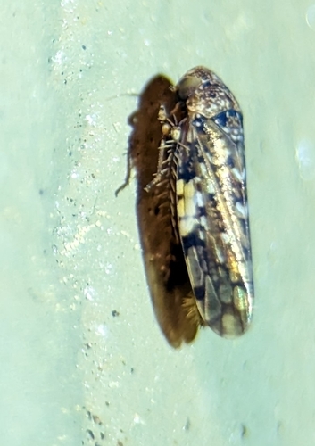 Xestocephalus tessellatus