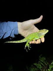 Canelos Woodlizard photo 4