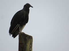 Coragyps atratus