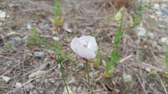 Papaver somniferum setigerum