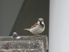 Passer domesticus