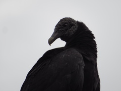 Coragyps atratus