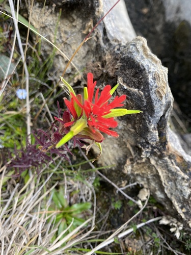 Castilleja fissifolia