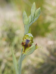 Calochilus herbaceus