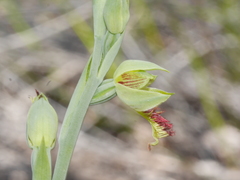 Calochilus herbaceus