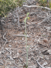 Calochilus herbaceus