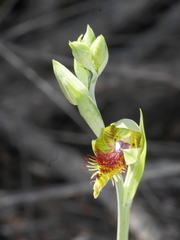 Calochilus herbaceus
