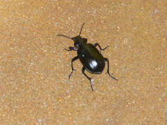 Carabinae