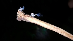 Nogodinidae