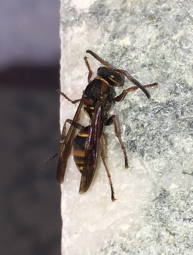 Polistes snelleni