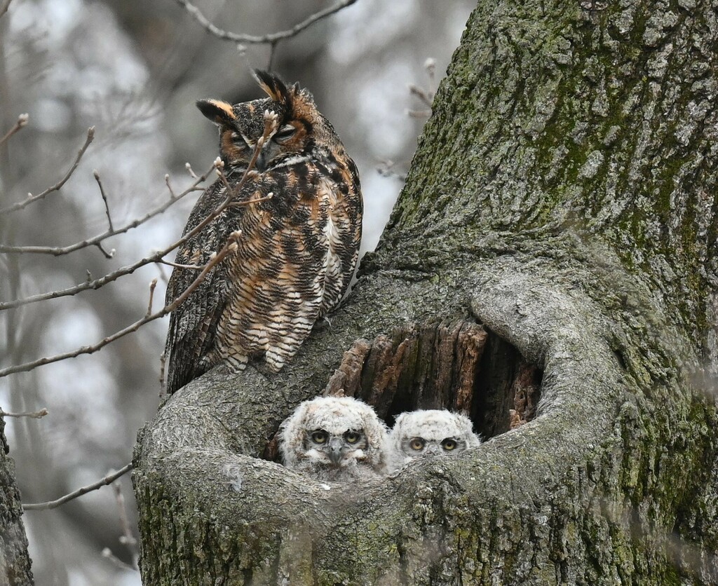 Great Horned Owl (Bubo virginianus)