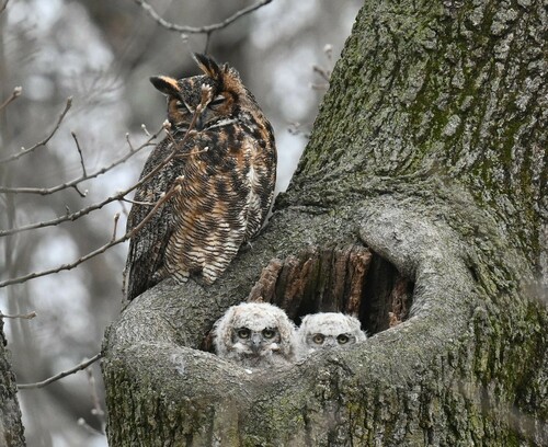 Great Horned Owl photographed in Missouri