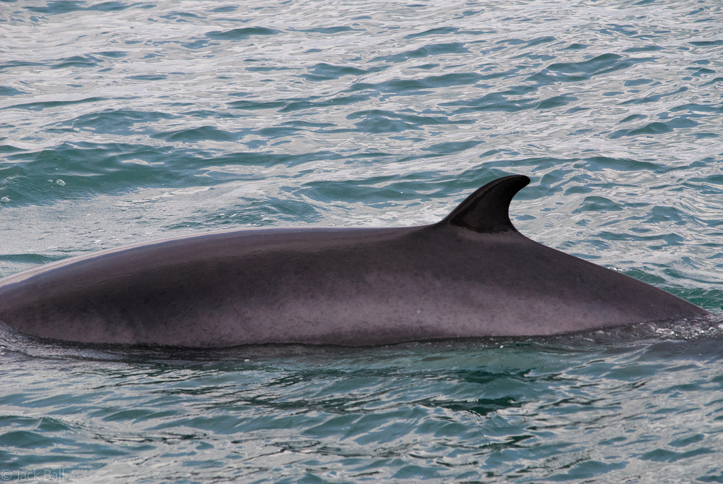 Balaenoptera acutorostrata<br>10 July, 2023