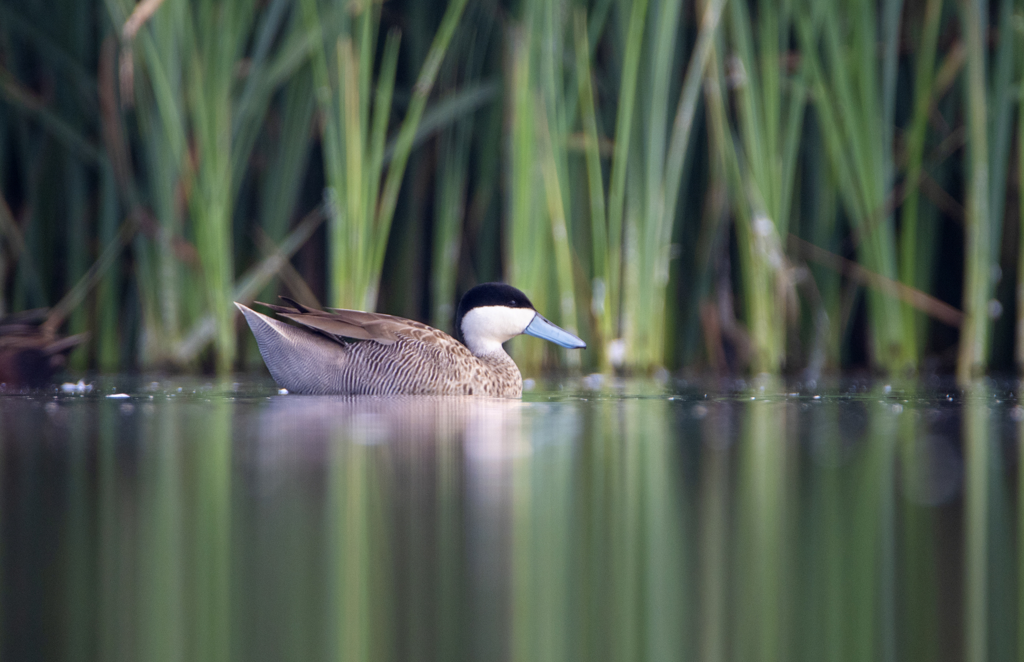 Puna Teal illustration