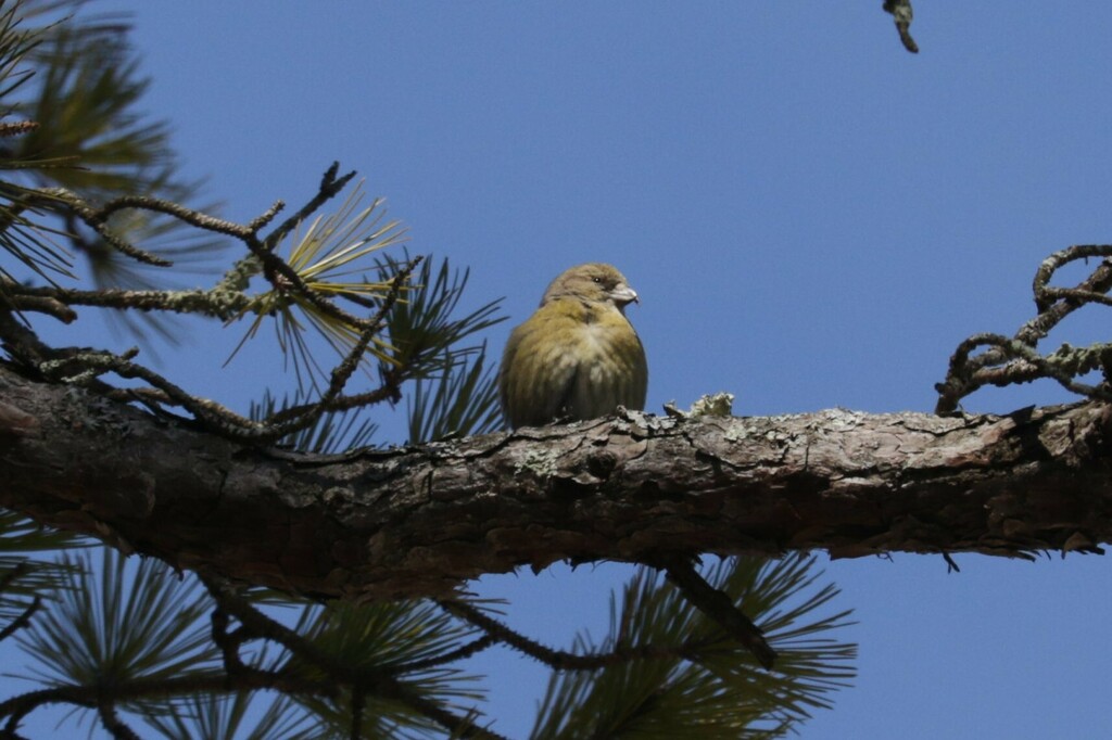 Red Crossbill From Albany Ny Usa On April At Pm By Mickingles Inaturalist