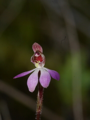 Caladenia bartlettii