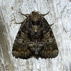 Chytonix sensilis