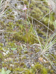 Caladenia bartlettii