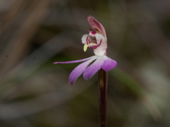 Caladenia bartlettii