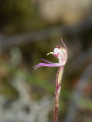 Caladenia bartlettii