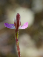 Caladenia bartlettii