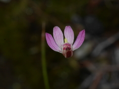 Caladenia bartlettii