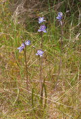 Thelymitra nervosa
