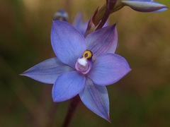 Thelymitra nervosa