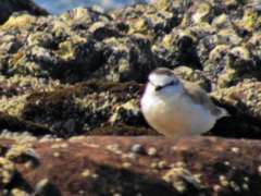 Charadrius marginatus mechowi